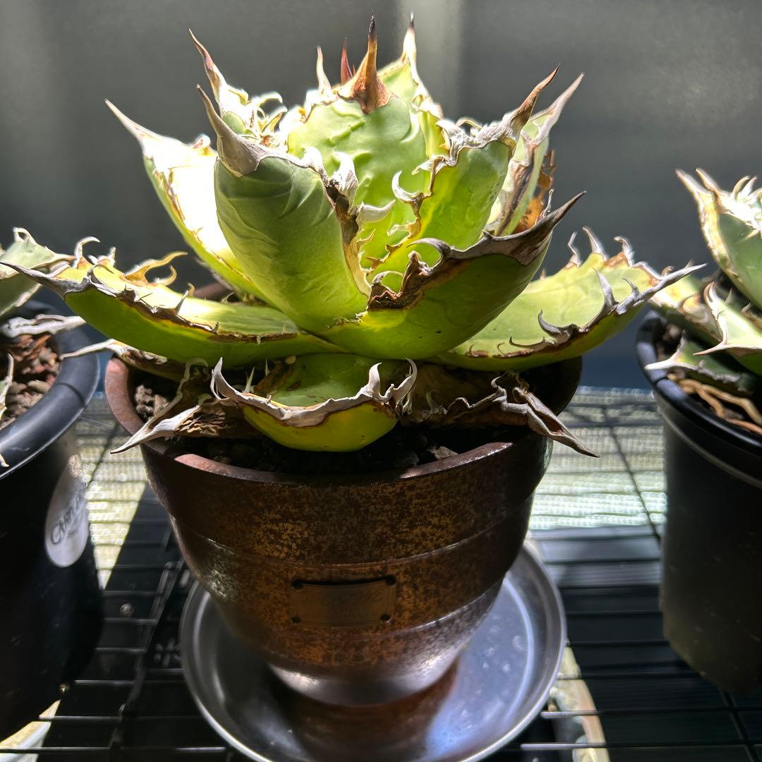 t*g様 アガベ　OC子株　4種セット　白毫棘　台湾ゴジラ　大白鯊　オアハカ現地