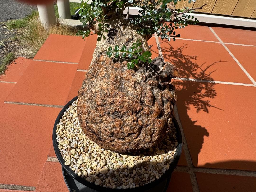 J*I様 【超希少/値下】パキプス 現地球 発根済 塊根植物