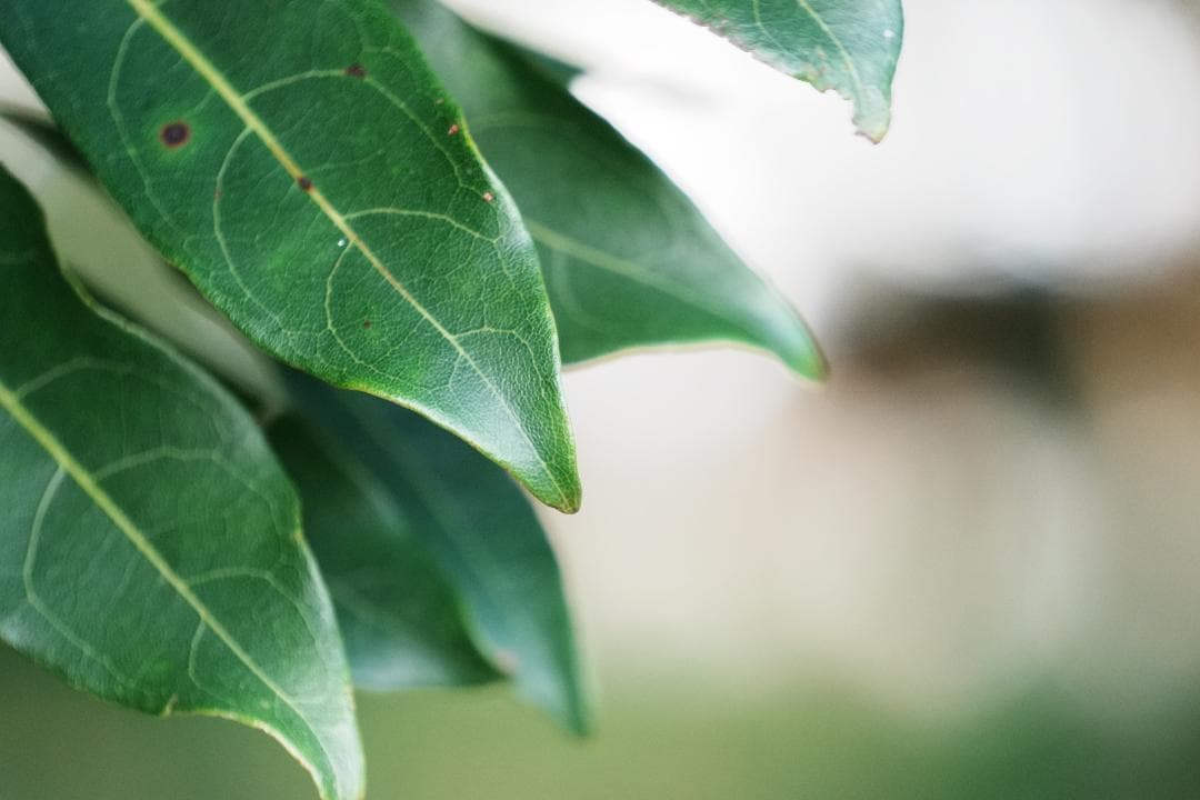 SONY SEL55210★自然な瞬間を切り取る望遠レンズ★運動会・スポーツに