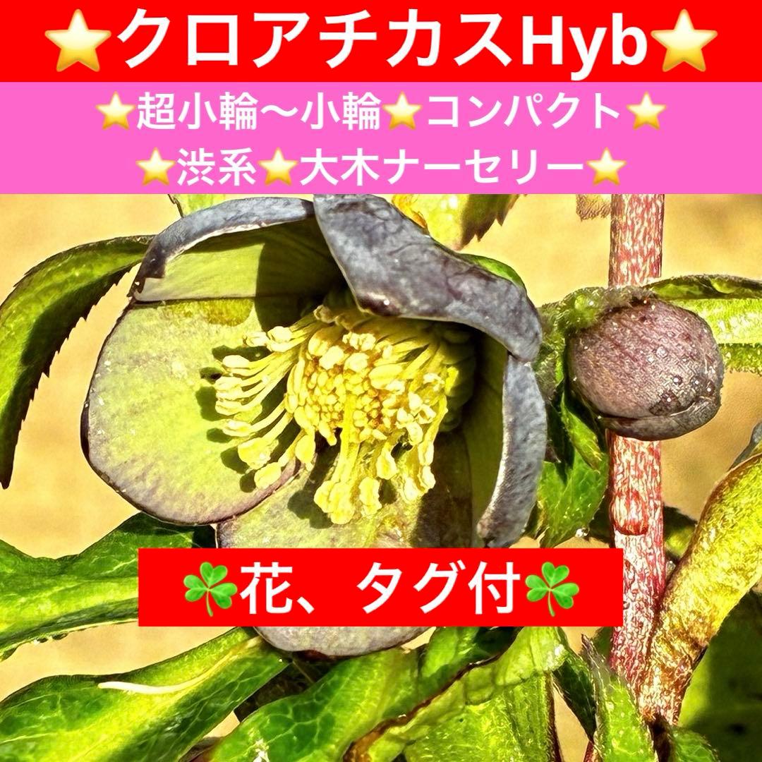 ラ*ク様 3444☘️花、タグ付☘️⭐️クロアチカスHyb⭐️超小輪〜小輪⭐️コ