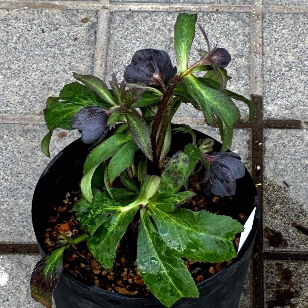 ラ*ク様 3444☘️花、タグ付☘️⭐️クロアチカスHyb⭐️超小輪〜小輪⭐️コ