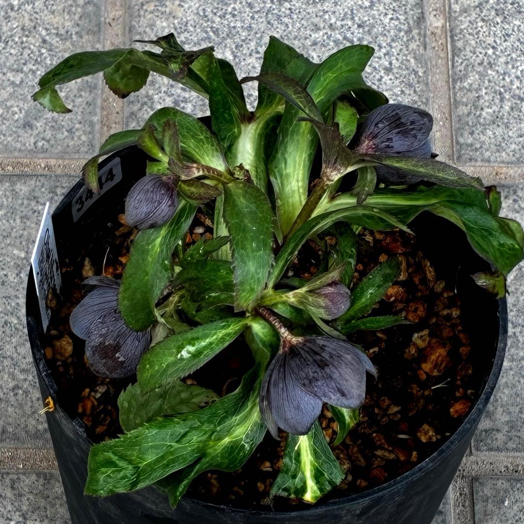 ラ*ク様 3444☘️花、タグ付☘️⭐️クロアチカスHyb⭐️超小輪〜小輪⭐️コ