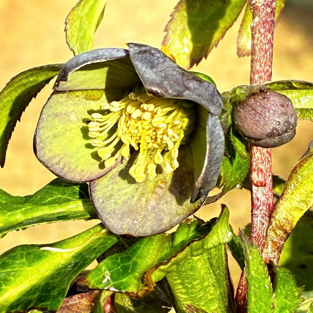 ラ*ク様 3444☘️花、タグ付☘️⭐️クロアチカスHyb⭐️超小輪〜小輪⭐️コ