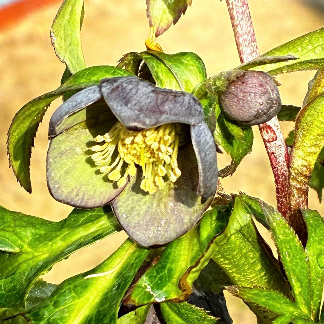 ラ*ク様 3444☘️花、タグ付☘️⭐️クロアチカスHyb⭐️超小輪〜小輪⭐️コ