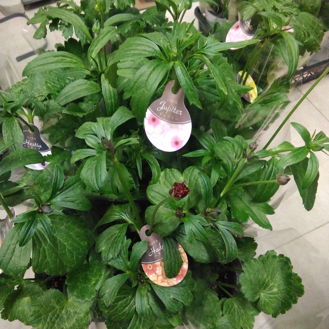 超お買い得！　ラナンキュラス　ラックス　4号鉢　12個セット