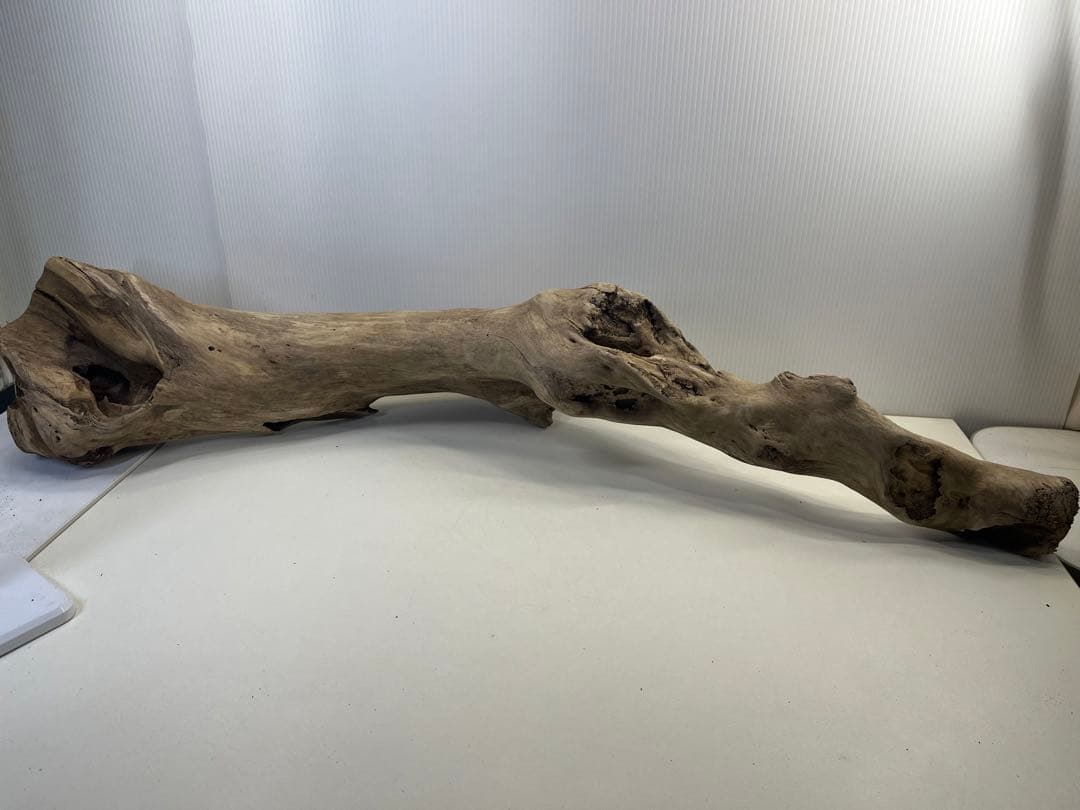 R64特大流木 アク抜き済み流木 爬虫類シェルター 登り木 インテリア 生け花