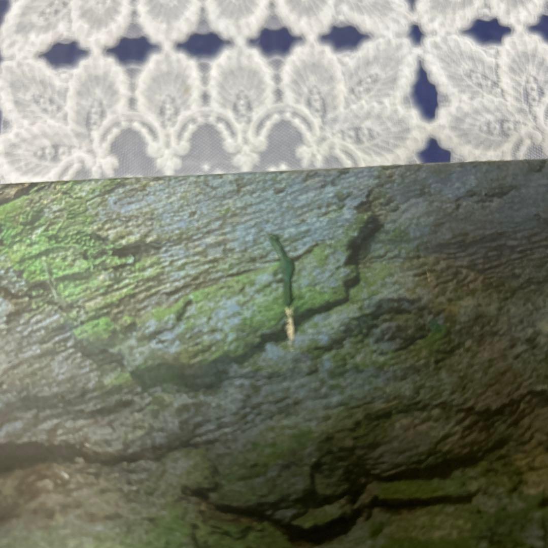 ROLEX OYSTER ケースと取扱説明書