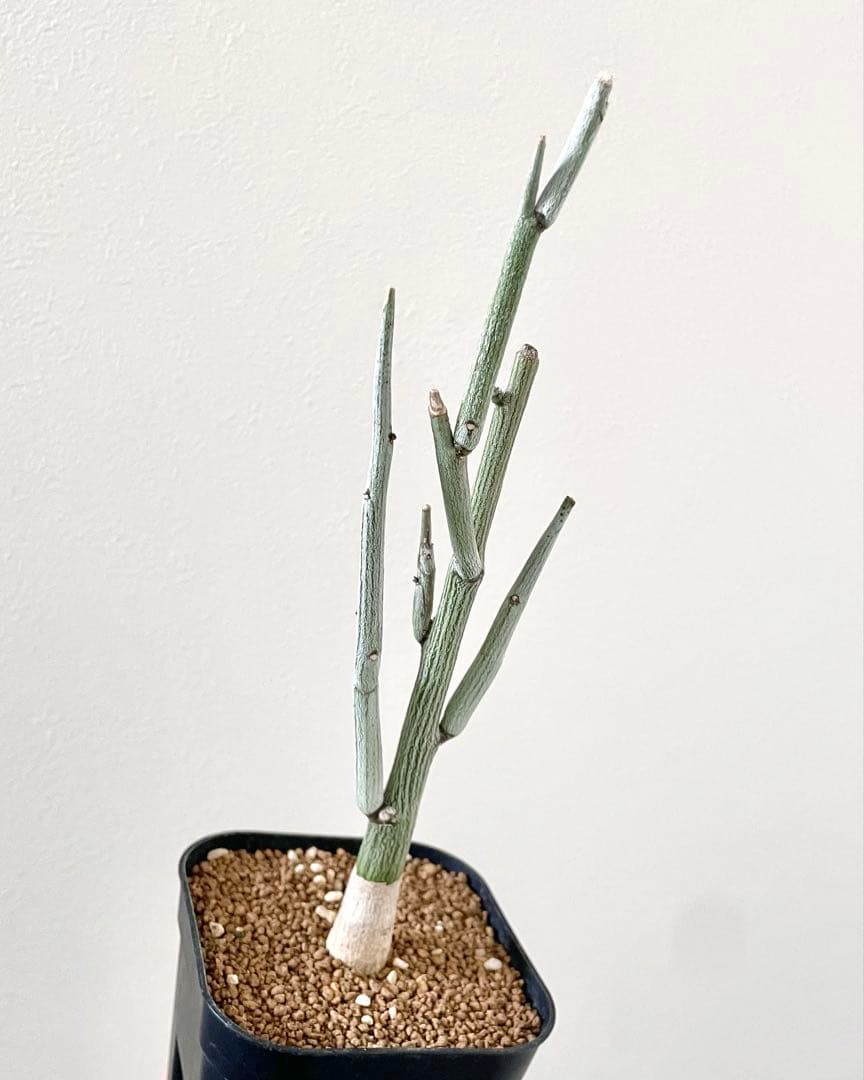 y*3様 美株 アデニア ペチュエリー 挿し木 発根済み