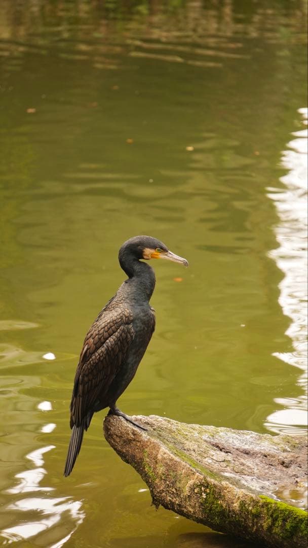 SONY E 55-210mm SEL55210 B 望遠ズームレンズ