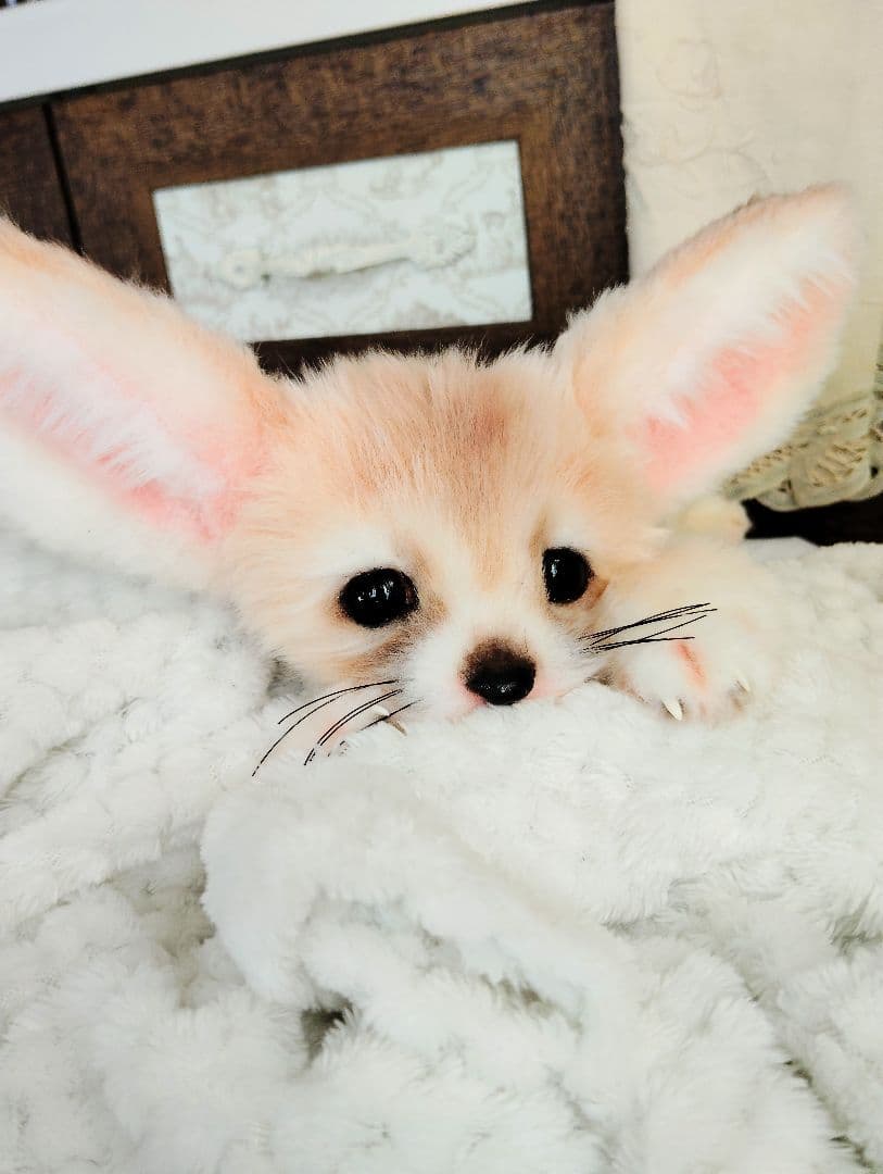 フェネックベビー♡赤ちゃん抱っこサイズ♡アートドール♡ぬいぐるみ♡