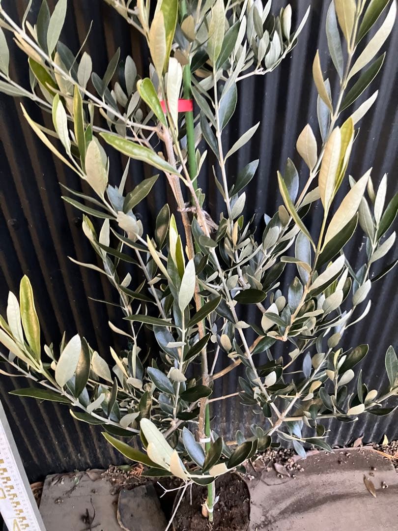 オリーブの木　カラマタ