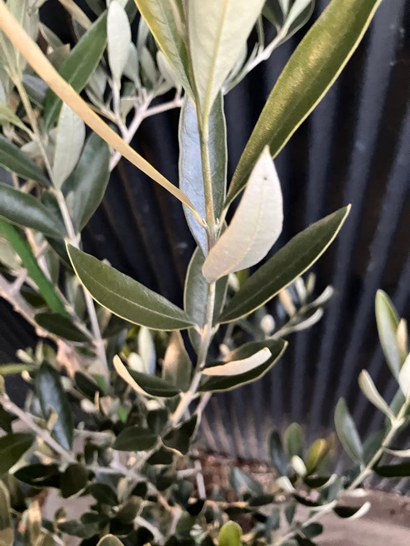 オリーブの木　カラマタ