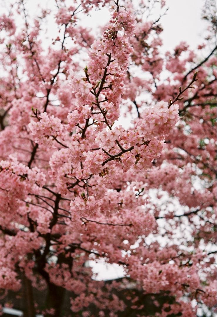 フォクトレンダー Voigtlander BESSA-R ブラック レンズセット