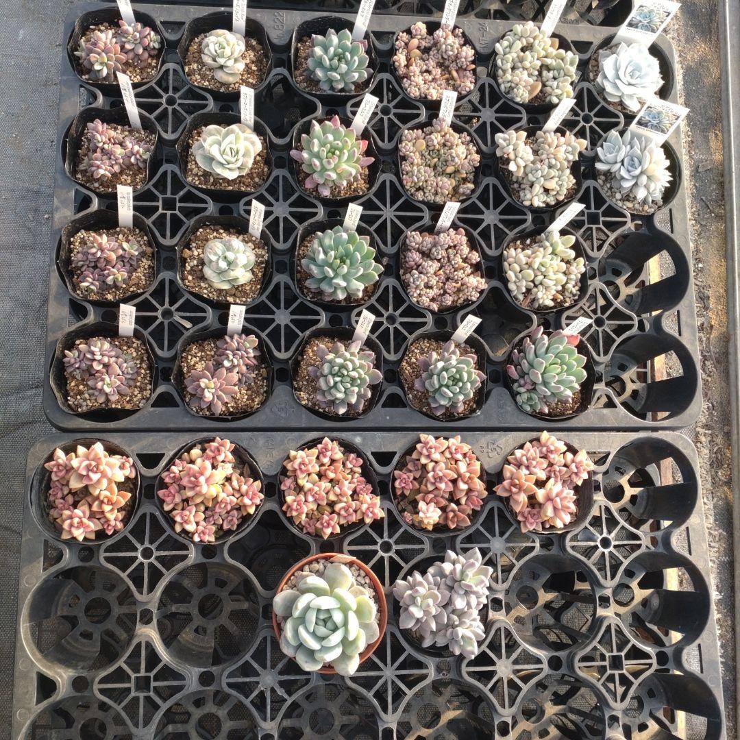 ☆彩之助☆さん専用