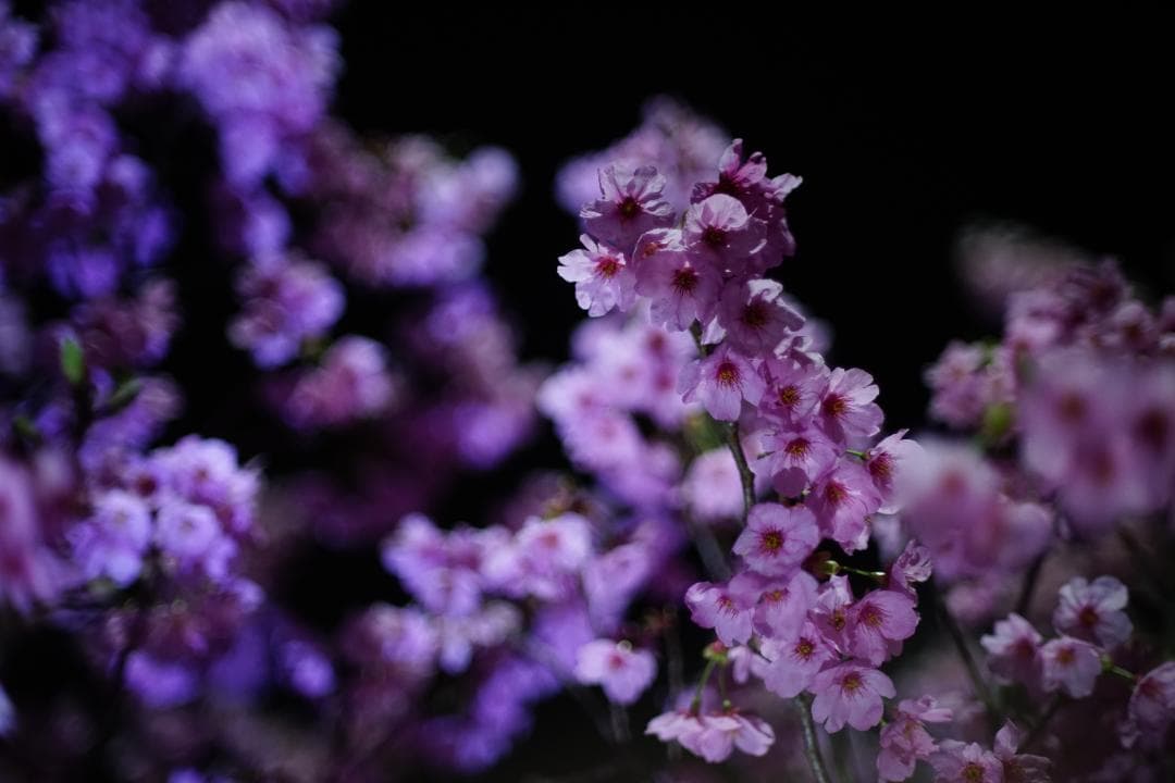 美品 Canon FD 55mm F1.2 S.S.C.