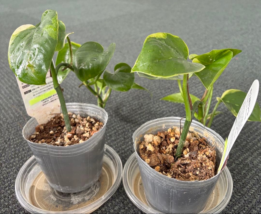 観葉植物　ポトス　苗　ハンギング 吊り　インテリア　新品種