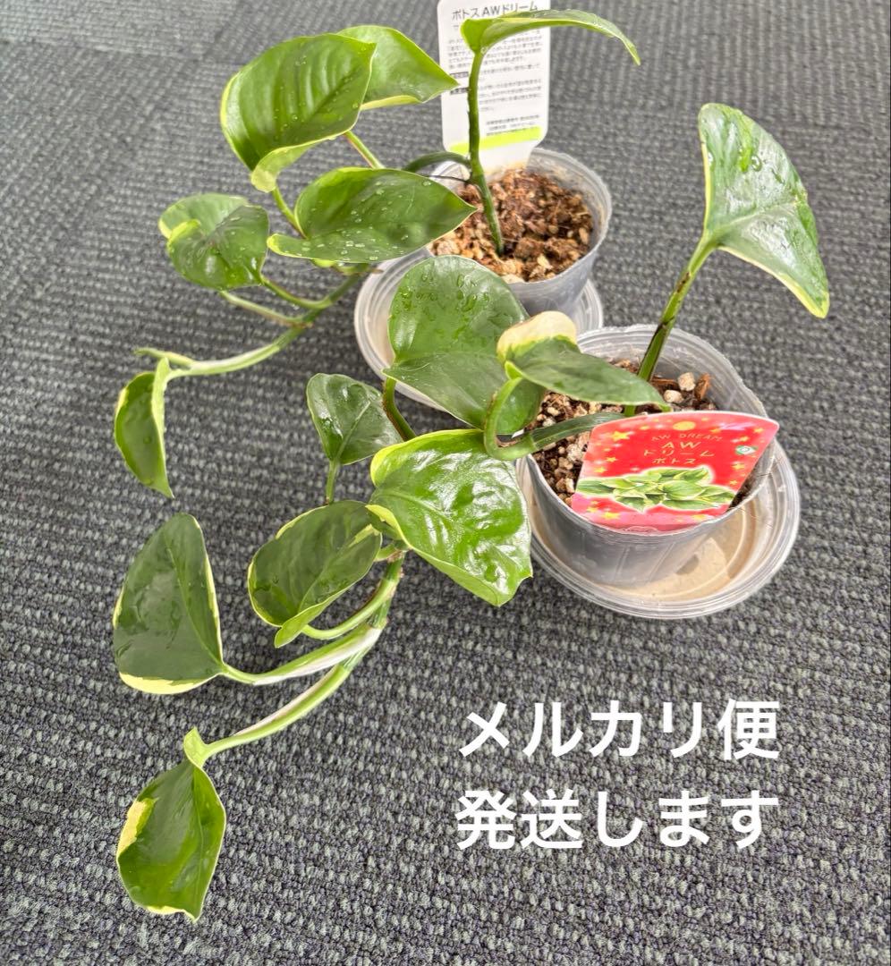 観葉植物　ポトス　苗　ハンギング 吊り　インテリア　新品種