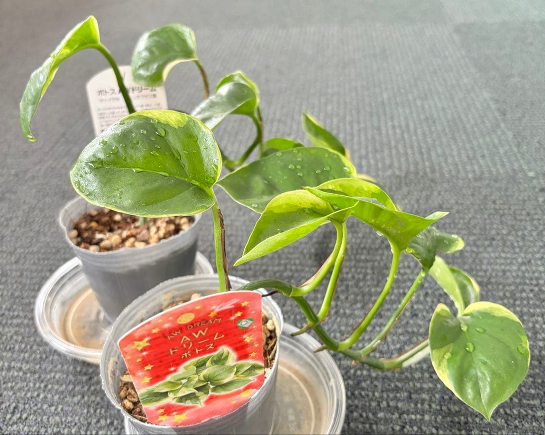 観葉植物　ポトス　苗　ハンギング 吊り　インテリア　新品種