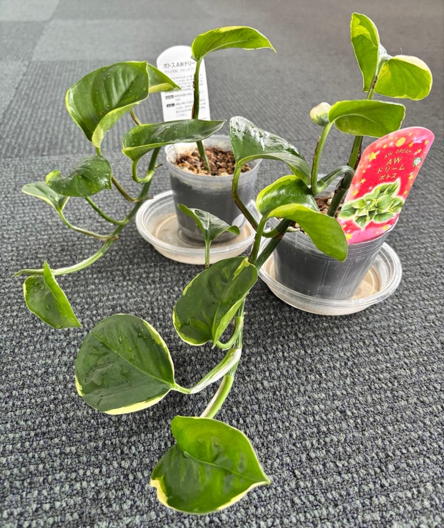 観葉植物　ポトス　苗　ハンギング 吊り　インテリア　新品種