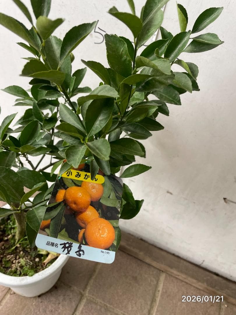 peach　宮川早生温州みかん 桜島小みかん 赤レモン ダブルデライト