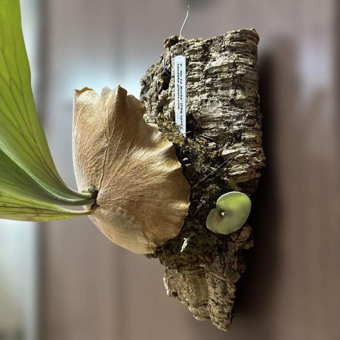 ビカクシダ　デラロッチャ（vandaka）　P. FSQ（vp#2) 子株付き