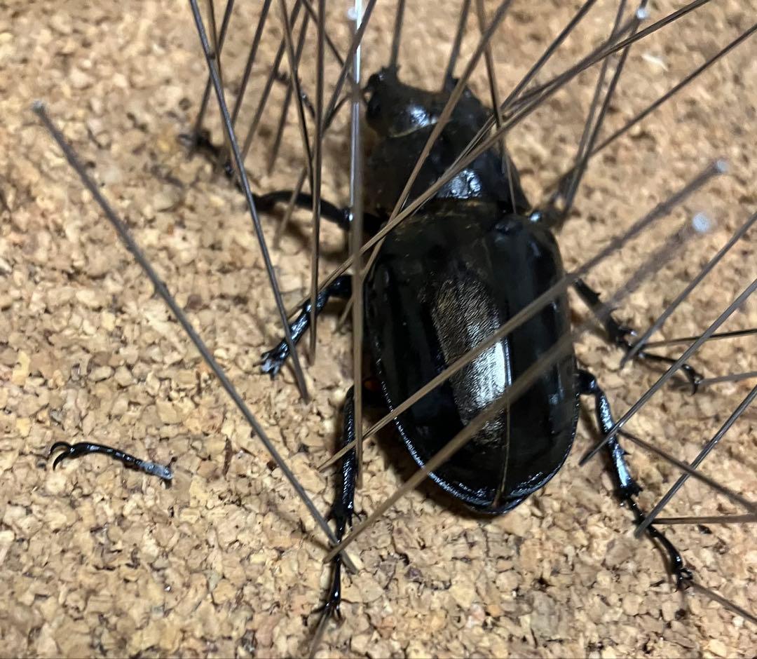 【標本】雌雄モザイク ミヤマクワガタ