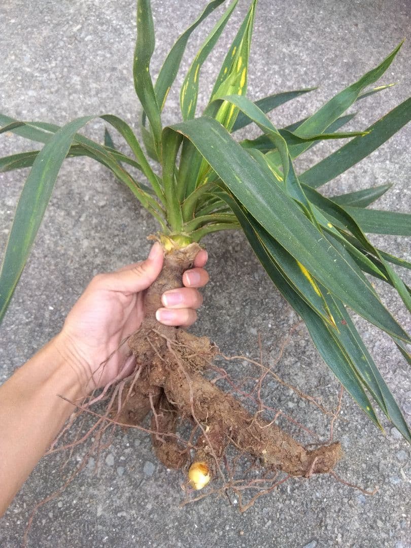 ユッカ　グロリオサ　散り斑　大株❗　イモつき　①