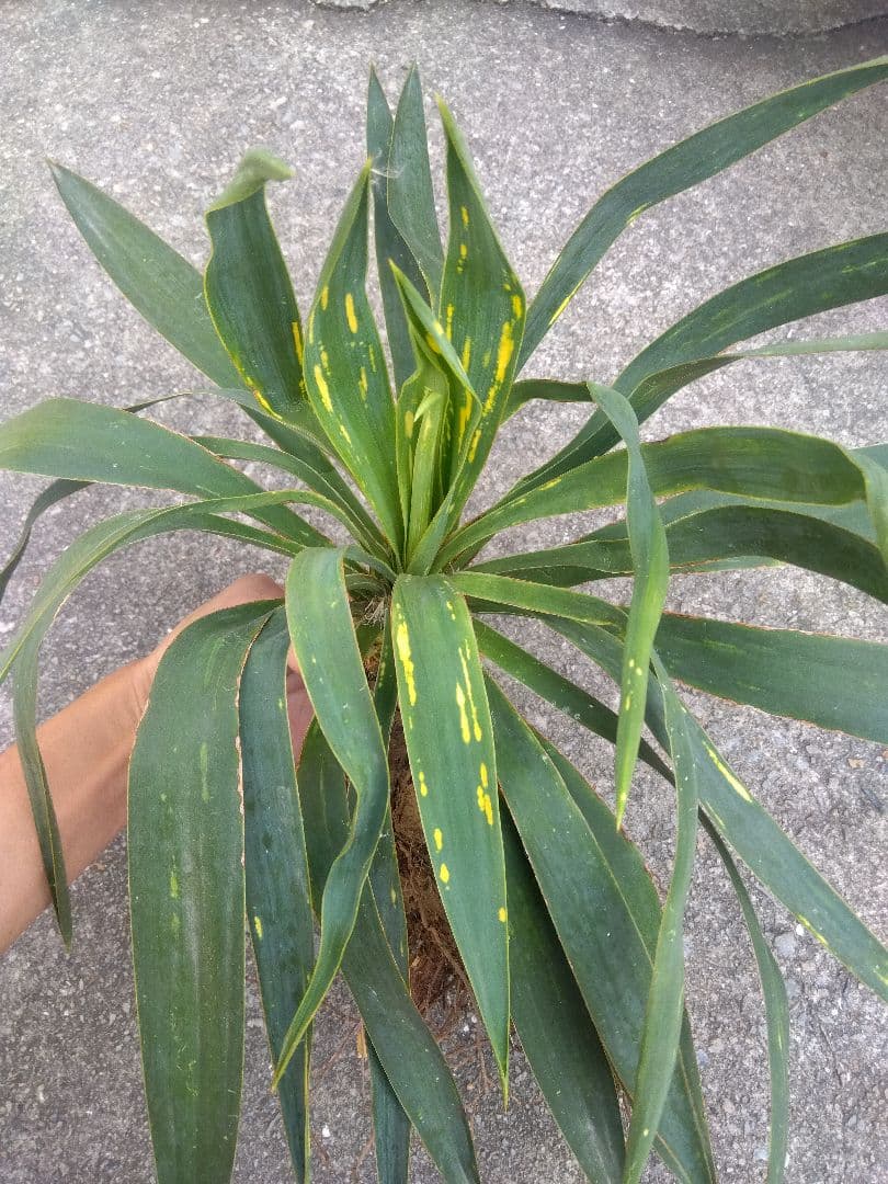 ユッカ　グロリオサ　散り斑　大株❗　イモつき　①