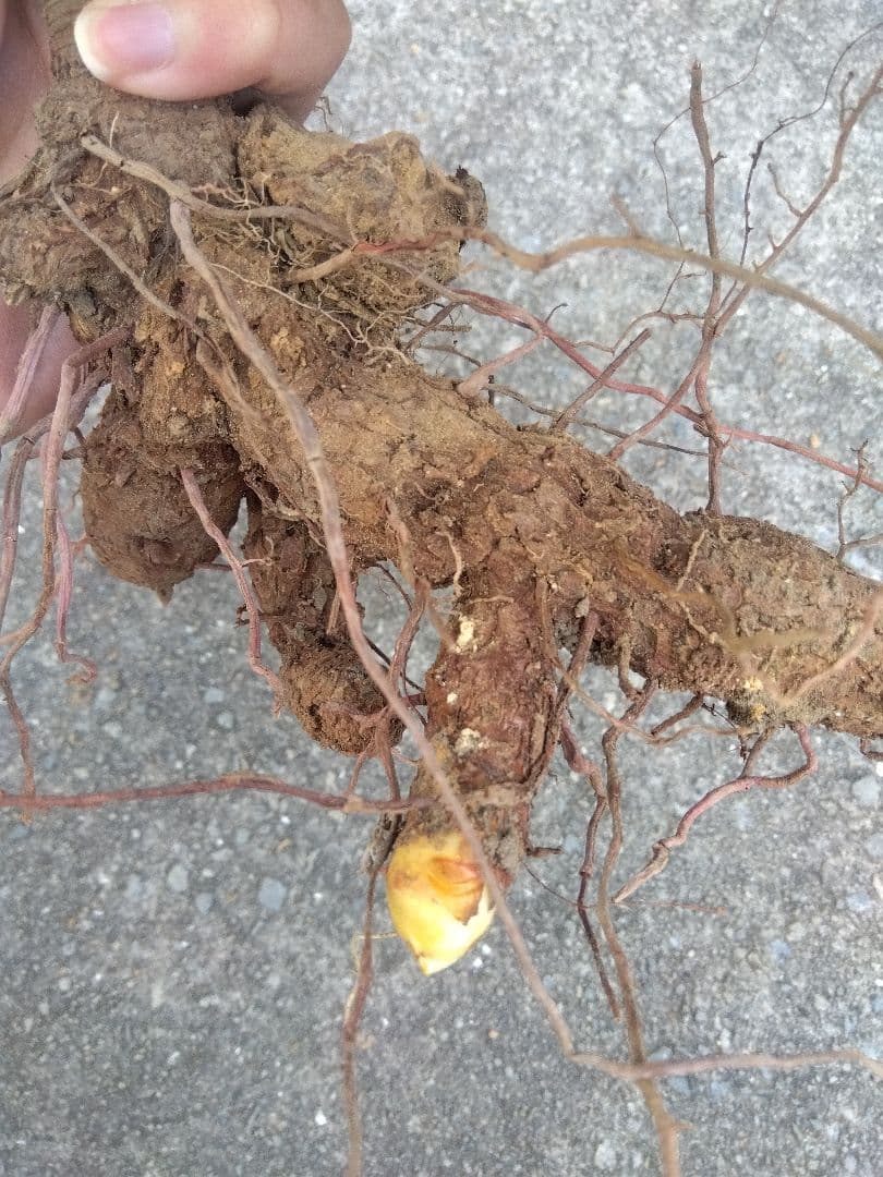 ユッカ　グロリオサ　散り斑　大株❗　イモつき　①