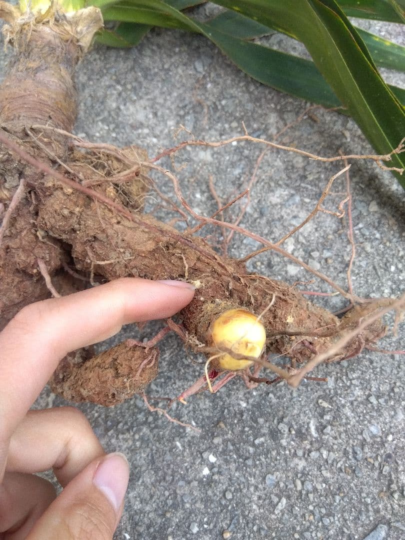 ユッカ　グロリオサ　散り斑　大株❗　イモつき　①