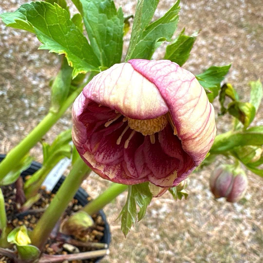 N*o様 クリスマスローズ 開花株☆