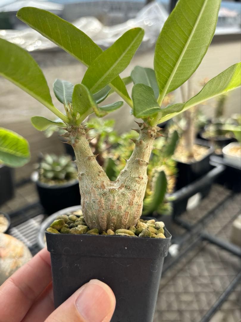 アラジン❗️ 003極上良型‼️ パキポディウム ウィンゾリー　国内実生株