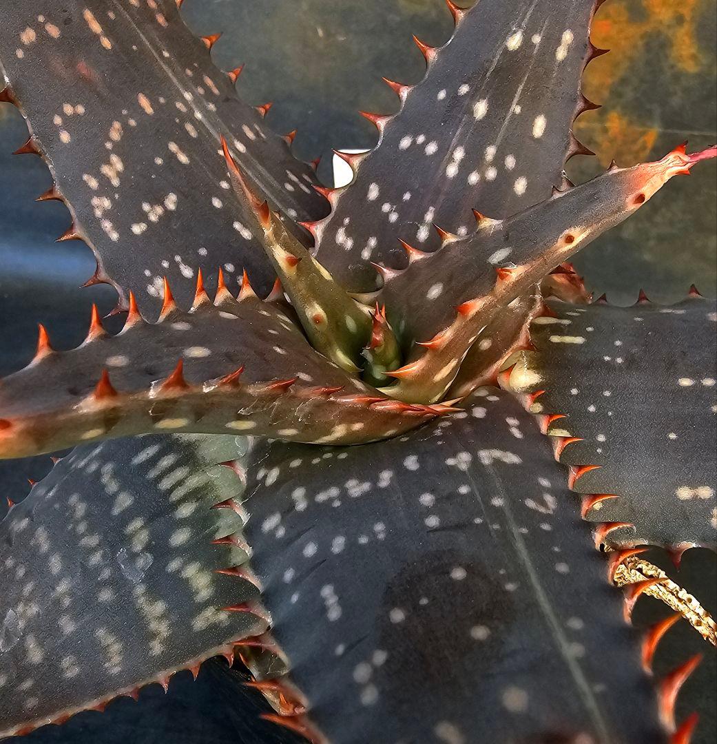 メルカリ便発送&ロウルサンコさんラベル付き☆アロエ マクラータ