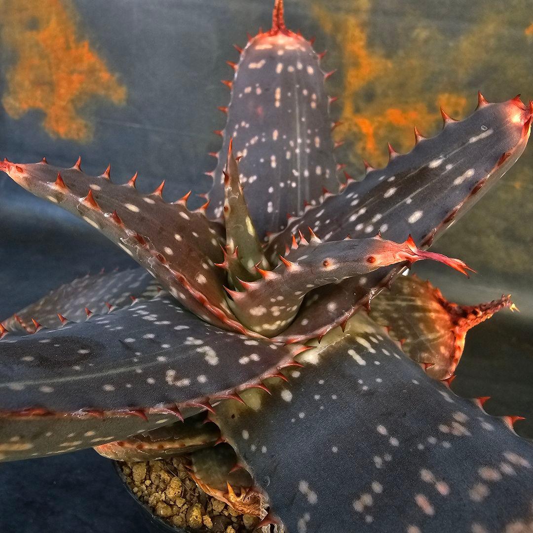 メルカリ便発送&ロウルサンコさんラベル付き☆アロエ マクラータ