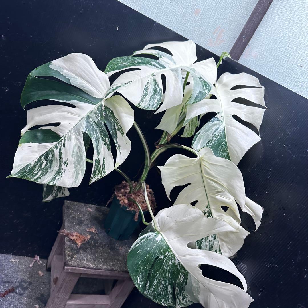 ば*ん様 斑入りモンステラ ホワイトタイガー極美大株64cm白斑多
