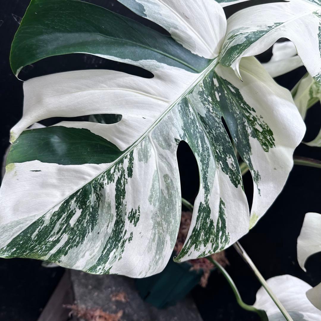 ば*ん様 斑入りモンステラ ホワイトタイガー極美大株64cm白斑多