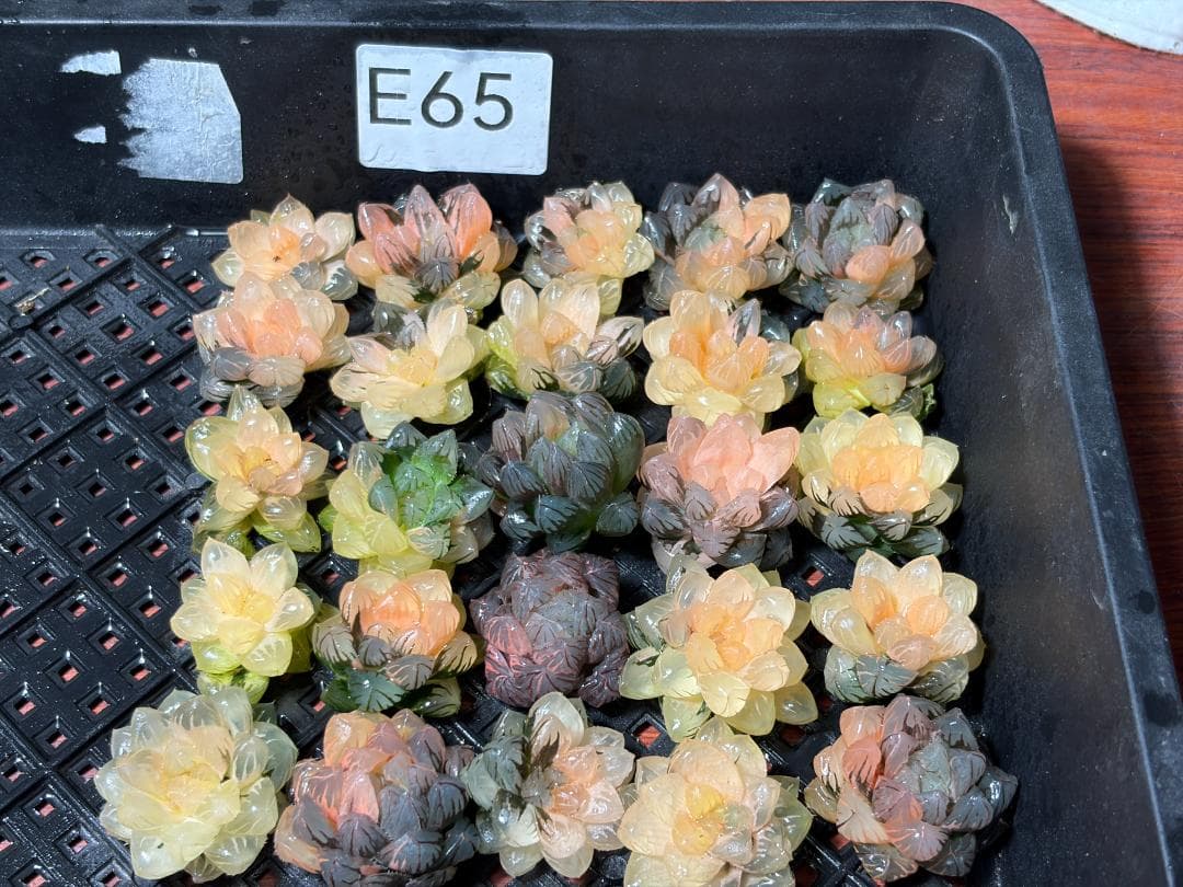 さ*お様 65 多肉植物 ハオルチア　オブツーサ錦 水中月錦 超美品 25株セッ