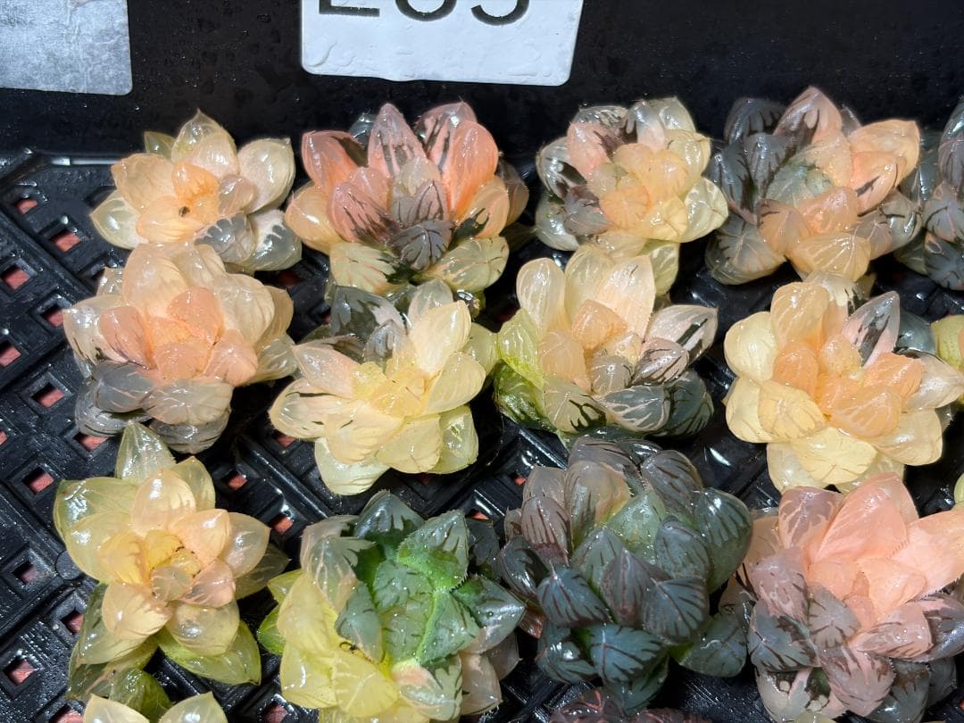 さ*お様 65 多肉植物 ハオルチア　オブツーサ錦 水中月錦 超美品 25株セッ