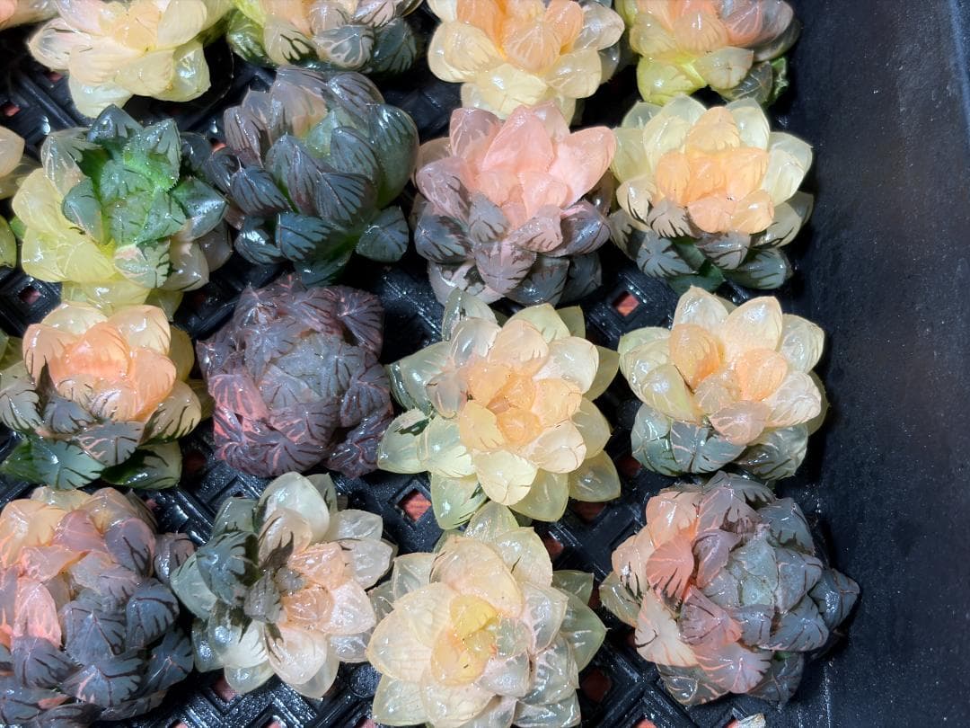 さ*お様 65 多肉植物 ハオルチア　オブツーサ錦 水中月錦 超美品 25株セッ