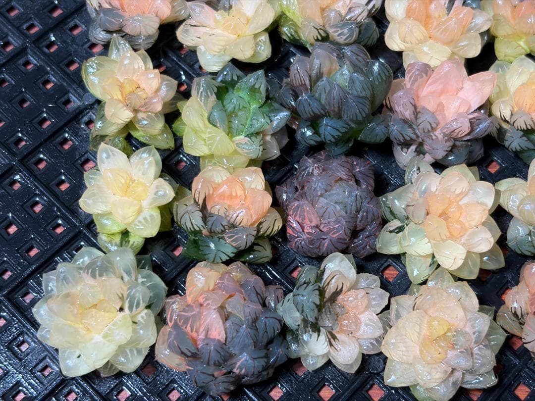 さ*お様 65 多肉植物 ハオルチア　オブツーサ錦 水中月錦 超美品 25株セッ