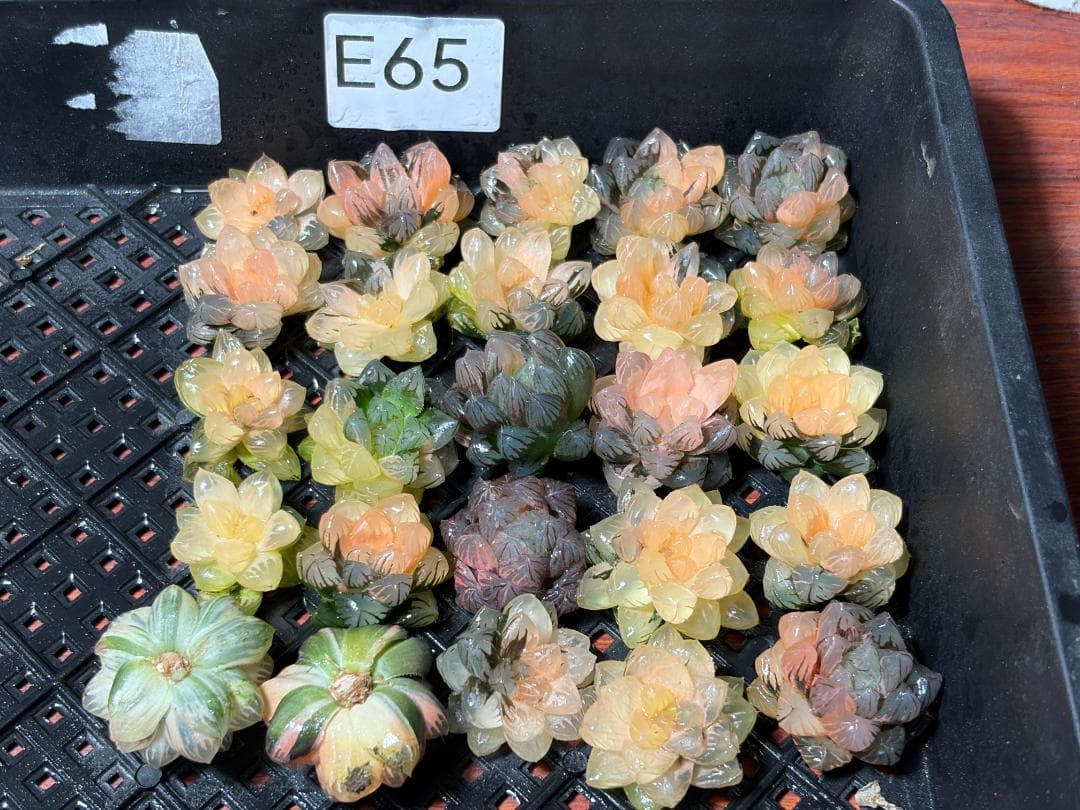 さ*お様 65 多肉植物 ハオルチア　オブツーサ錦 水中月錦 超美品 25株セッ