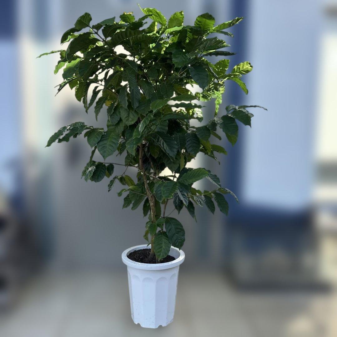 コーヒーの木 約1.4メートル 白鉢