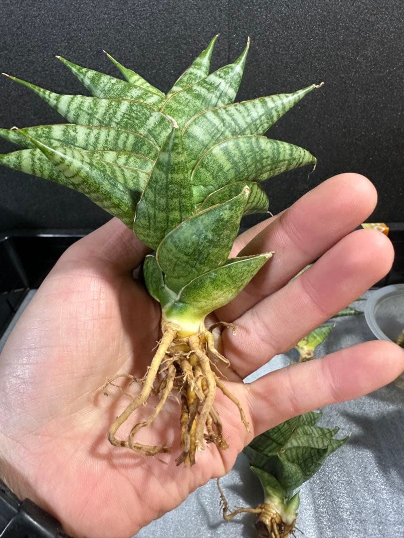 shooting-star様　注文品