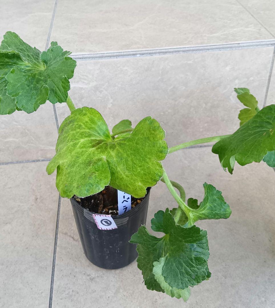 ゴン　ラナンキュラスラックス　3種セット