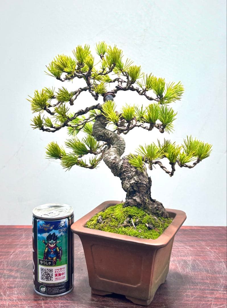 O*✡様 【サービスオークション】五葉松盆栽☆