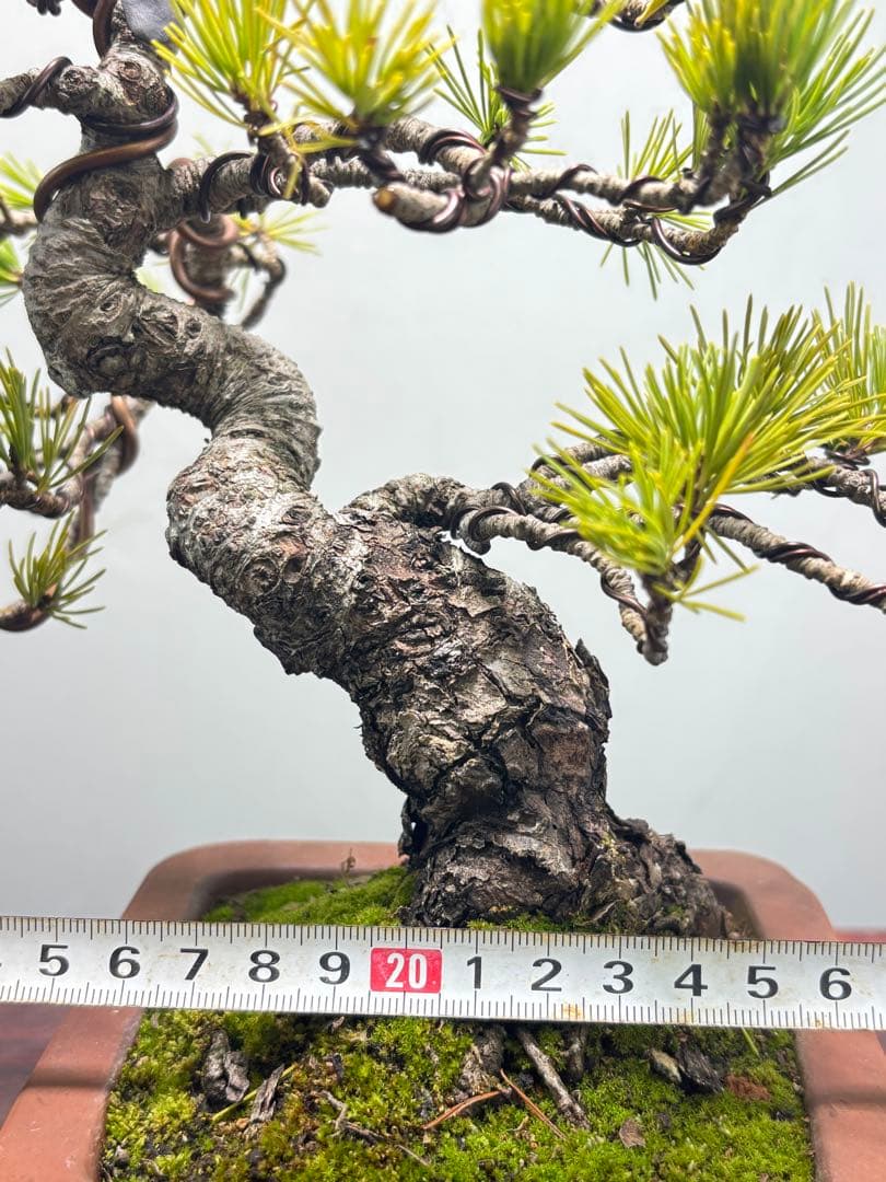 O*✡様 【サービスオークション】五葉松盆栽☆