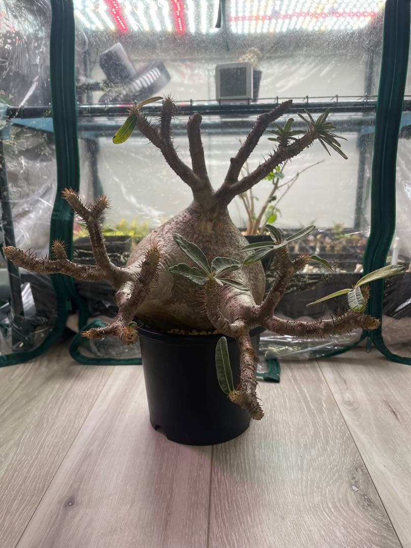 パキポディウムグラキリス　現地球　発根済み