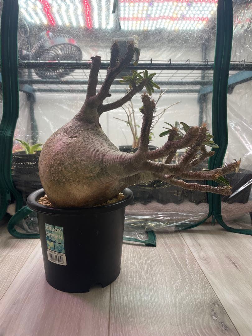 パキポディウムグラキリス　現地球　発根済み