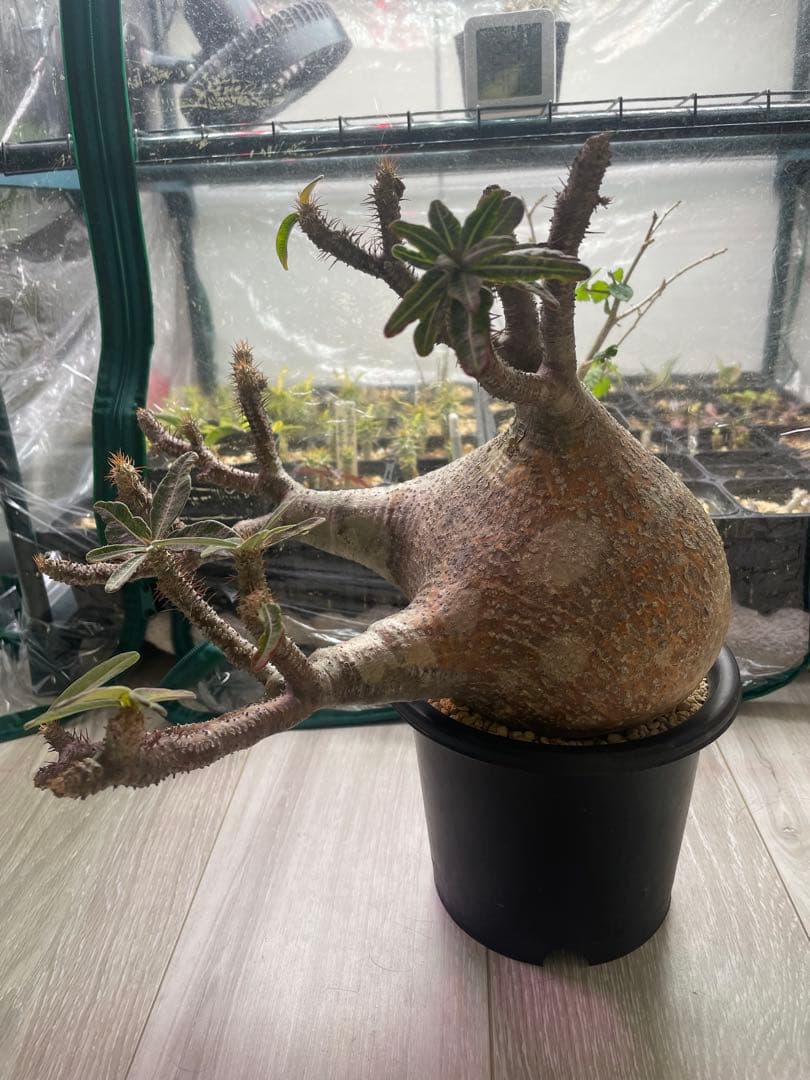 パキポディウムグラキリス　現地球　発根済み