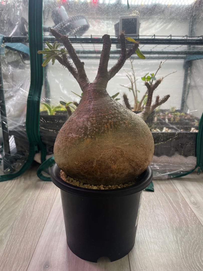 パキポディウムグラキリス　現地球　発根済み